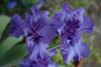 Purple Iris // Photo: Cheryl Spelts