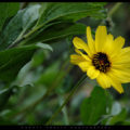Yellow Daisy // Photo: Cheryl Spelts