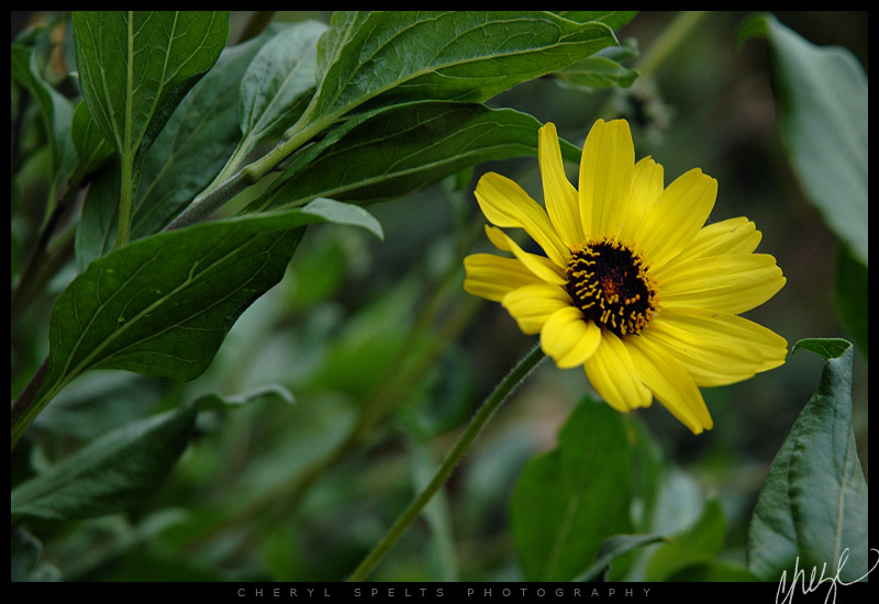 Yellow Daisy // Photo: Cheryl Spelts
