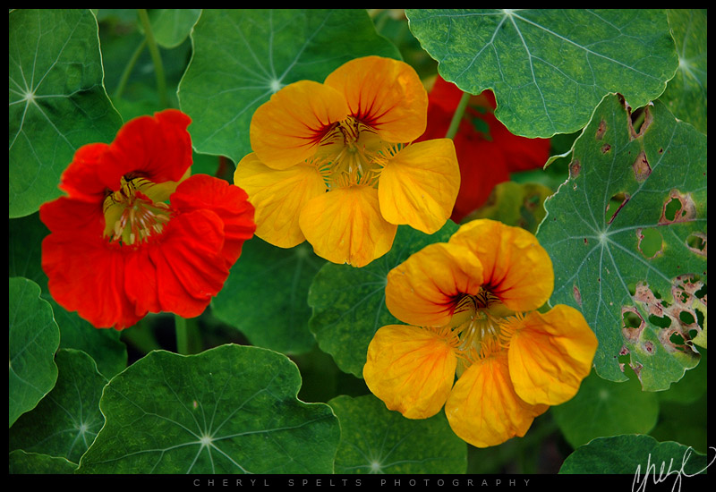 Orange and Yellow Nasturtium // Photo: Cheryl Spelts