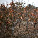 Fallbrook Persimmon Orchard // Photo: Cheryl Spelts