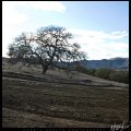 Oak Tree on the Road to De Luz // Photo: Cheryl Spelts