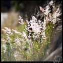 Backlit Weeds in De Luz // Photo: Cheryl Spelts