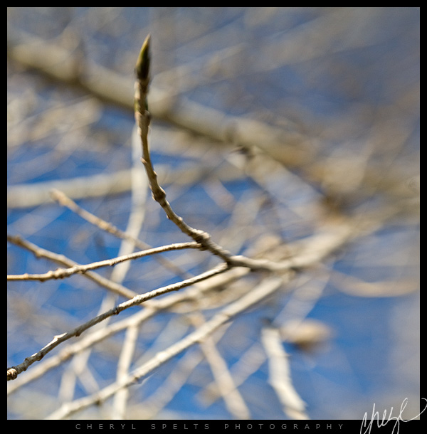 Lensbaby Branches // Photo: Cheryl Spelts