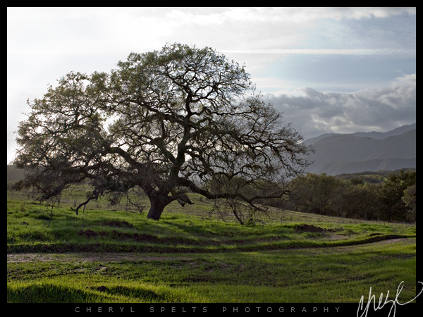 Oak Tree in Fallbrook // Photo: Cheryl Spelts