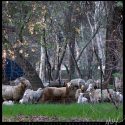 Sheep in De Luz // Photo: Cheryl Spelts