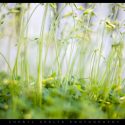 Yellow Weeds // Photo: Cheryl Spelts