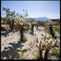 Desert Cactus // Photo: Cheryl Spelts