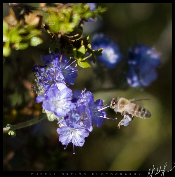 Bee in Desert Hot Springs // Photo: Cheryl Spelts