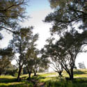 Olive Trees, Fallbrook, California // Photo: Cheryl Spelts