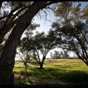 Olive Trees in Fallbrook, California // Photo: Cheryl Spelts