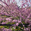 So Many Pink Blossoms // Photo: Cheryl Spelts