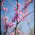 Pink Flowering Tree // Photo: Cheryl Spelts