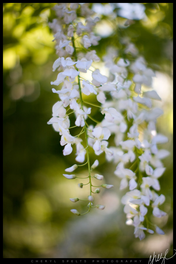 White Blossoms on the Pico Promenade // Photo: Cheryl Spelts