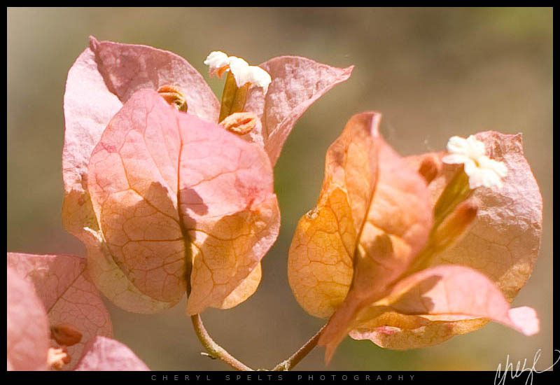 Pale Pink and Orange Bougainvillea // Photo: Cheryl Spelts