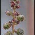 Prickly Plant // Photo: Cheryl Spelts