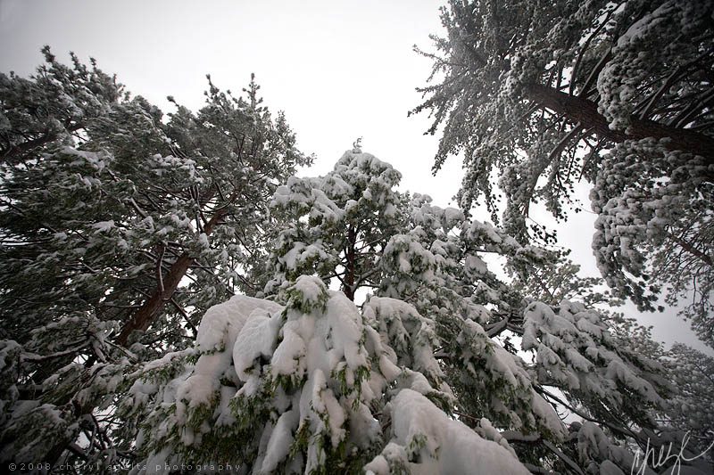 Snowy Trees in Idyllwild // Photo: Cheryl Spelts