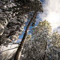 Snow and Sunshine in Idyllwild // Photo: Cheryl Spelts