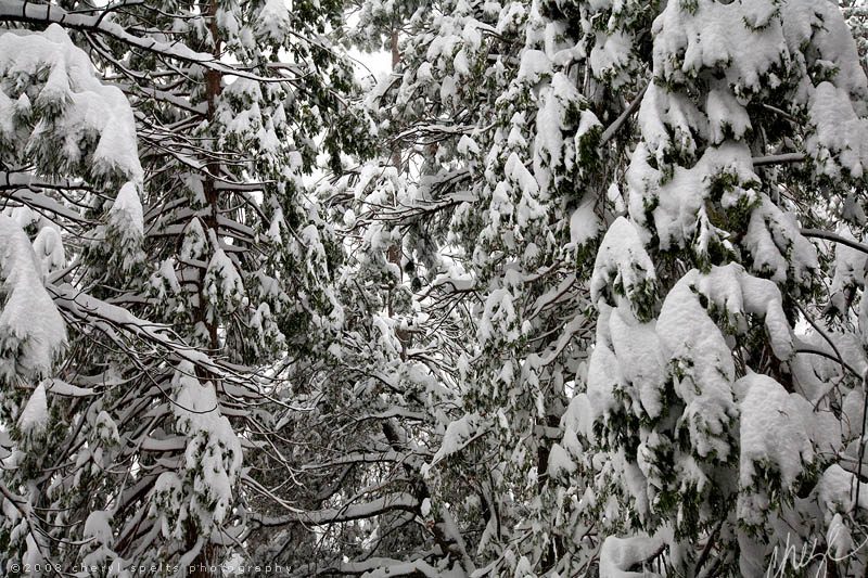 Snow in Idyllwild // Photo: Cheryl Spelts