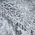 Tire Tread Marks in the Snow // Photo: Cheryl Spelts