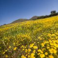 Yellow Wildflowers in Menifee // Photo: Cheryl Spelts