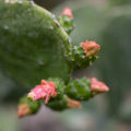 Cactus Flowers // Photo: Cheryl Spelts
