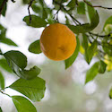 California Oranges // Photo: Cheryl Spelts