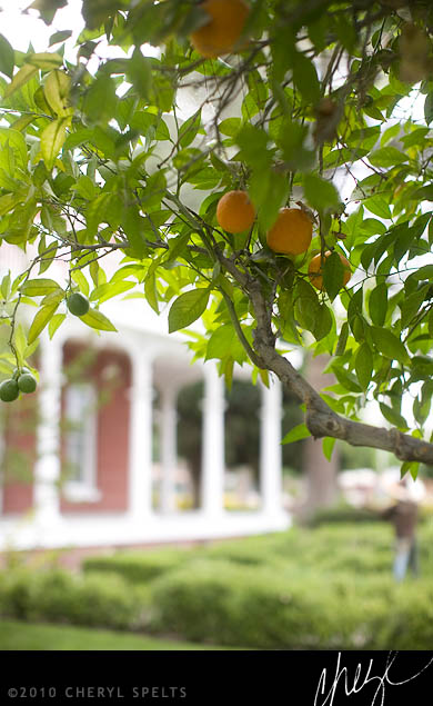Orange tree on the grounds of the Estudillo Mansion // Photo: Cheryl Spelts