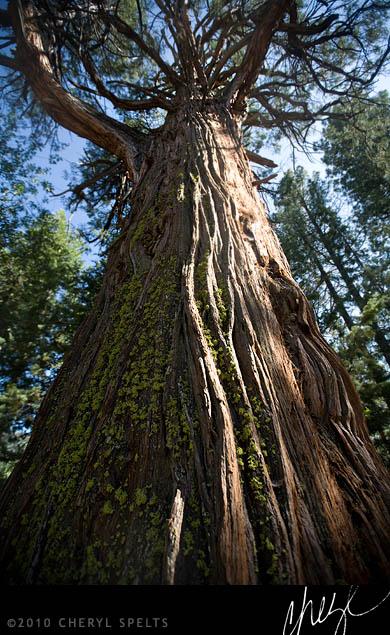 Idyllwild Redwood