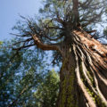 Redwood Tree in Idyllwild