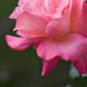 Pink Rose // Photo: Cheryl Spelts