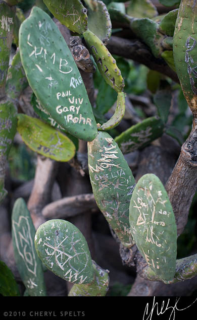 Graffiti Cactus // Photo: Cheryl Spelts