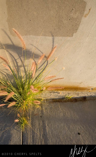 Weeds Growing in Sidewalk