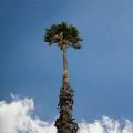 My Palm Tree // Photo: Cheryl Spelts