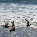 Ocean Birds // Photo: Cheryl Spelts