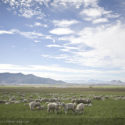 Sheep Grazing on Gilman Springs Road // Photo: Cheryl Spelts