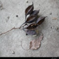 Seed Pods // Photo: Cheryl Spelts