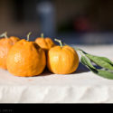 Tangerines // Photo: Cheryl Spelts