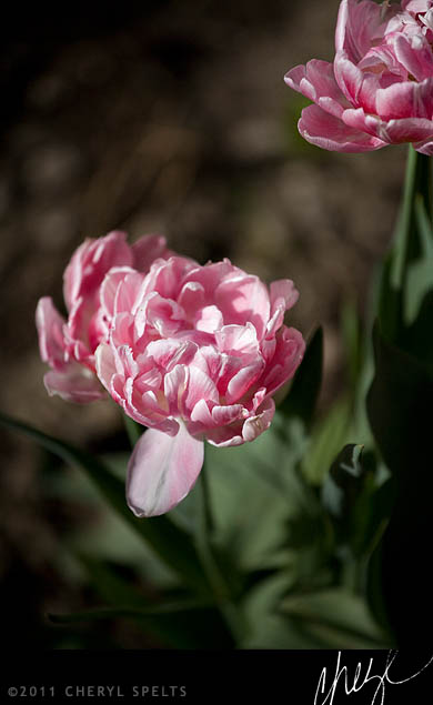 Pink Tulips // Photo: Cheryl Spelts