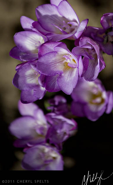 Purple Flowers // Photo: Cheryl Spelts
