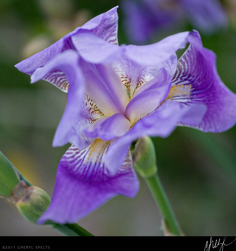 Purple Iris // Photo: Cheryl Spelts