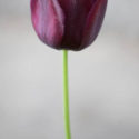 Black Tulip // Photo: Cheryl Spelts