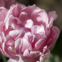 Pink Ruffly Tulips // Photo: Cheryl Spelts