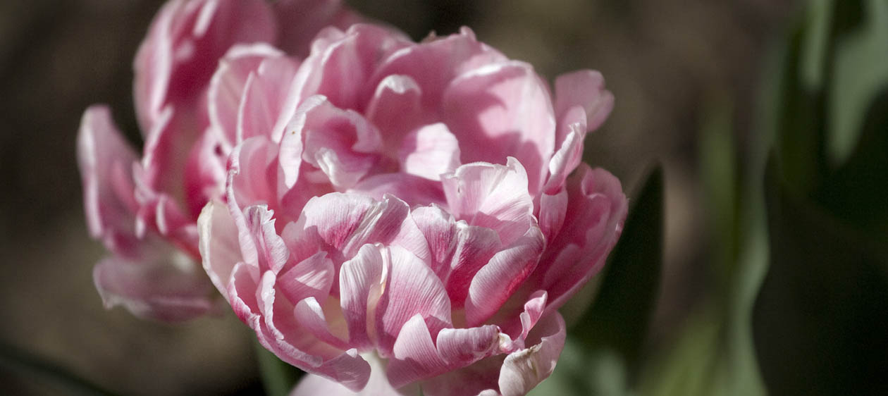 Pink Ruffly Tulips // Photo: Cheryl Spelts