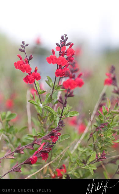 Red Flowers // Photo: Cheryl Spelts