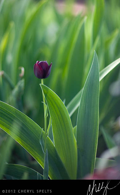 Black Tulips // Photo: Cheryl Spelts