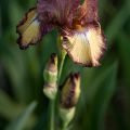 Raspberry Fudge Tall Bearded Iris // Photo: Cheryl Spelts