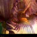 Raspberry Fudge Iris // Photo: Cheryl Spelts