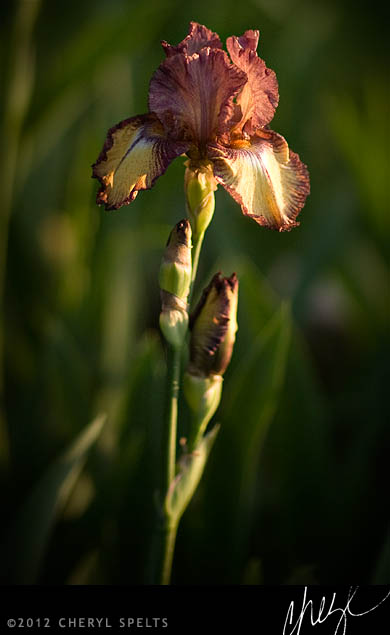 Tall Bearded Iris // Photo: Cheryl Spelts