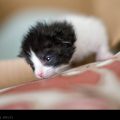 Black and White Kitten // Photo: Cheryl Spelts
